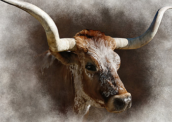 Artwork, Longhorn HD wallpaper