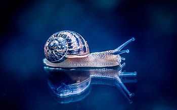 Snail, blue, pink, reflection HD wallpaper