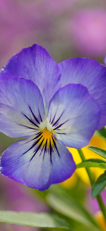 Close-up, Violets HD phone wallpaper
