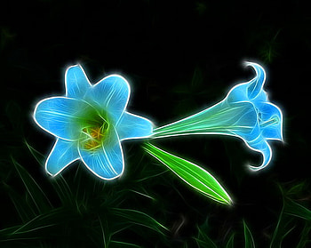 Blue x two, blue, black background, green, flowers, lillies HD wallpaper