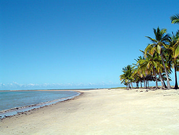 Landscape, Trees, Beach, Palms, Summer HD wallpaper