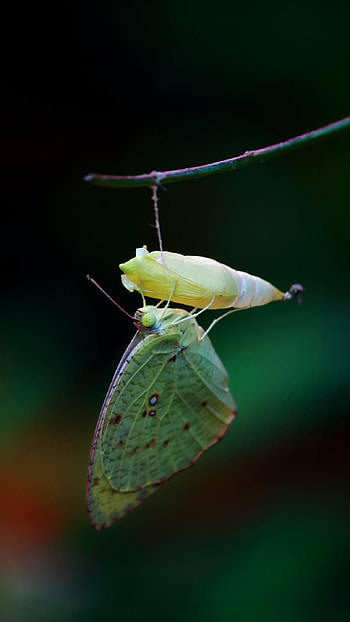 Green Butterfly, Adorable, Aesthetic HD phone wallpaper