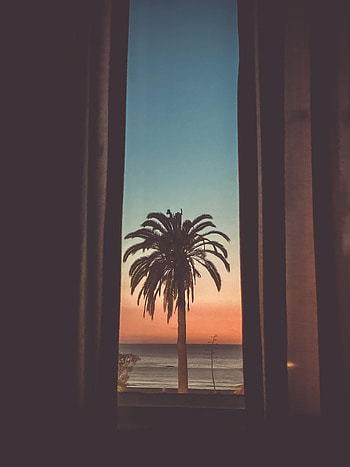 Twilight, Dark, Wood, Tree, Palm, Dusk HD phone wallpaper