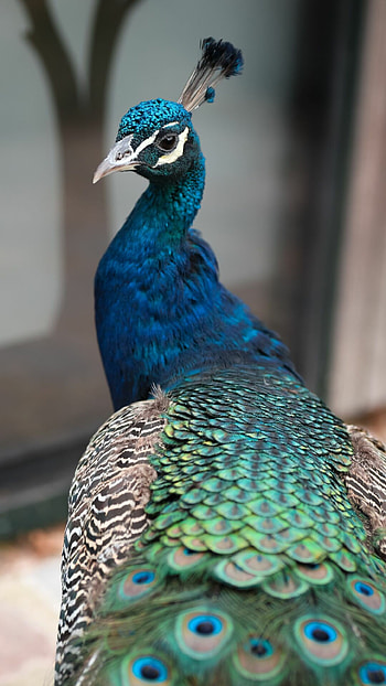 Beautiful peacock, Vibrant feathers, Exotic bird, Stunning view HD phone wallpaper