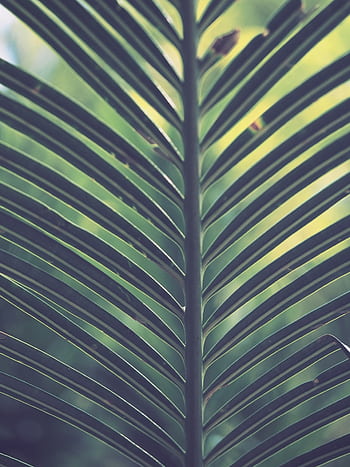 Close-up of a vibrant palm frond in natural sunlight, showcasing rich textures and green hues. HD phone wallpaper