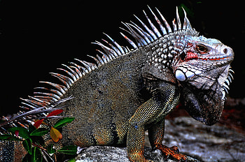 Animals, Nature, Iguana , background HD wallpaper