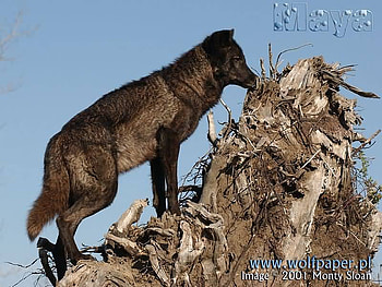 maya the wolf pup on a tree stump, tree stumps, wolves, , wild beauties, maya, wolf pups HD wallpaper