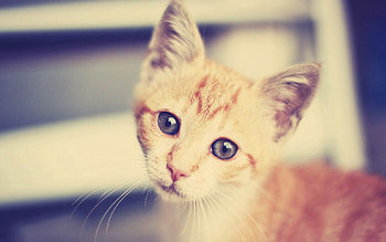 Animals, Kitty, Kitten, Muzzle, Striped, Interest HD wallpaper