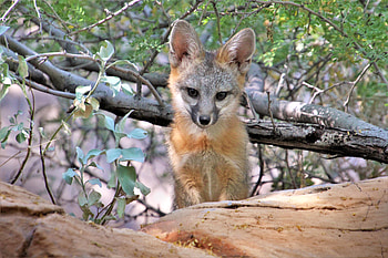 Animals, Fox, Young, Predator, Animal, Joey, American Fox HD wallpaper