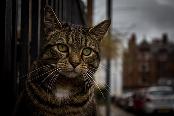 Animals, Cat, Muzzle, Striped, Sight, Opinion, Sad HD wallpaper