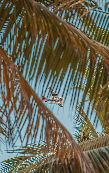 Sky, Miscellanea, Miscellaneous, Palm, Branches, Plane, Airplane HD phone wallpaper