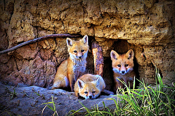 Little Foxes, Fox, Nature, Animal, Cute HD wallpaper