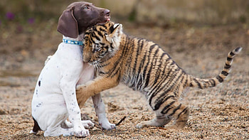 Dog and tiger, Baby Animal HD wallpaper