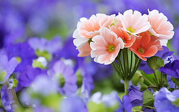 Plants, Flowers HD wallpaper