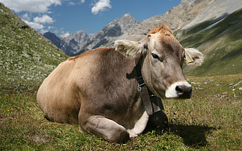 Diverse cow , A variety of beautiful backgrounds, Captivating visuals, Majestic animal kingdom HD wallpaper