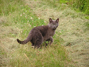 Russian Blue cat, cats, nature, animals HD wallpaper