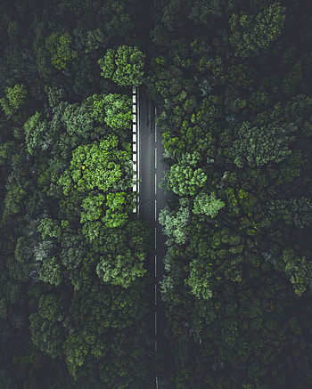 Road, aerial shot, highway, trees, Spain HD phone wallpaper