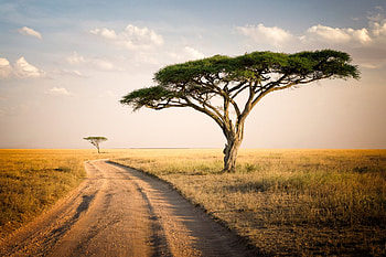 Serengeti National Park, Vast landscapes, Stunning scenery, Natural habitat HD wallpaper