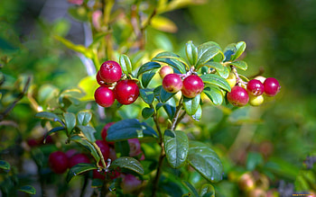 Lingonberries, berries, nature, forest, macro HD wallpaper