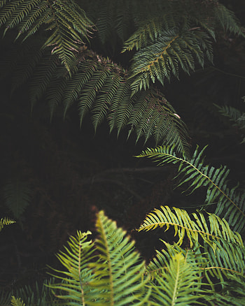 Nature, Leaves, Plant, Fern HD phone wallpaper