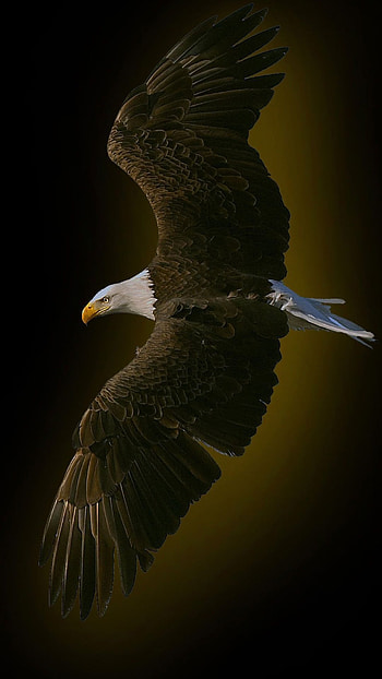 Eagle astronauts, Unique backgrounds HD phone wallpaper