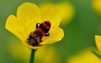 Bugs, Flower, Macro, Petals HD wallpaper