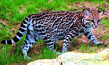 Ocelot fun facts, Kids' education, Wildlife trivia, Fascinating creatures HD wallpaper