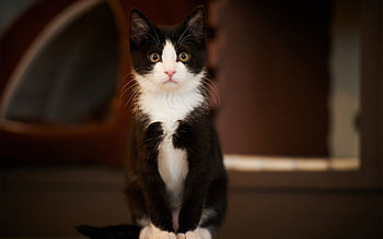 Animals, Cats HD wallpaper