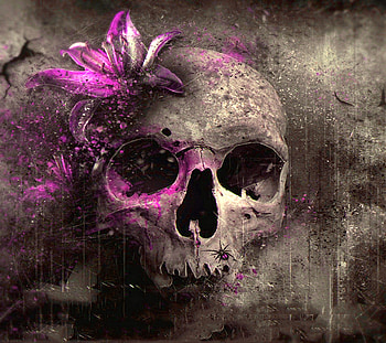 skull with a flower, , purple, skull, lily HD wallpaper