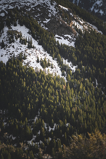 Nature, Trees, Snow, Spruce, Fir, Snow Covered, Snowbound, Slope HD phone wallpaper