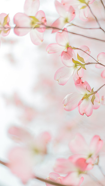 Spring Background, Pink HD phone wallpaper