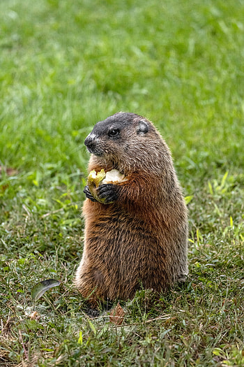 Groundhog, Groundhog Day HD phone wallpaper