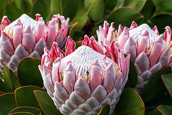 The huge flowers called King Protea (Protea cynaroides), nature, flower HD wallpaper