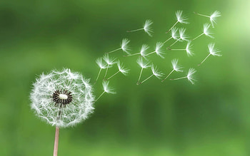 Dandelion, white, seeds, flower, green, spring HD wallpaper