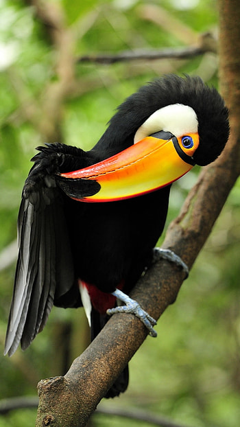 Toucans, Yellow Black, Bird HD phone wallpaper