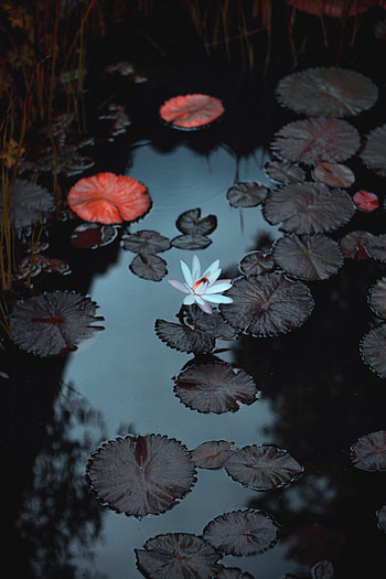 Flowers, Water, Leaves, Flower, Water Lily, Basin HD phone wallpaper