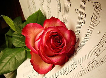 Music, Flowers, Flower, Lies, Rose Flower, Rose, Notes HD wallpaper