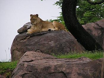 Lioness, animal HD wallpaper