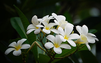 Plumeria, white, nature, flowers HD wallpaper