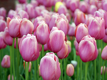 Plants, Flowers, Tulips HD wallpaper