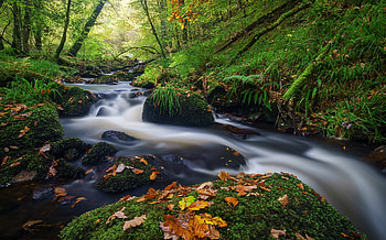 Forest Stream, nature, Forest, River, Stream HD wallpaper