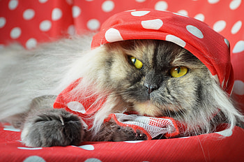 Animals, Cat, Fluffy, To Lie Down, Lie, Muzzle, Handkerchief, Kerchief HD wallpaper