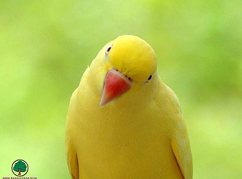 adi, birds, animals HD wallpaper