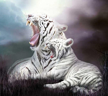 Awesome Tiger, cats, white, wild, tiger HD wallpaper
