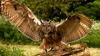Animals, Owl, Predator, Wings, Wave, Sweep HD wallpaper