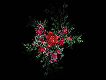 red flowers, black, roses, beautyfull, love, nature HD wallpaper