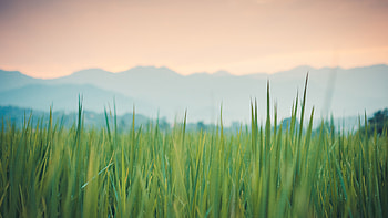 Grass nature, Nature , High-resolution backgrounds, Natural beauty HD wallpaper