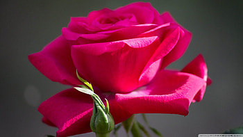 Deep Pink Rose, pink, roses, fowers, nature HD wallpaper
