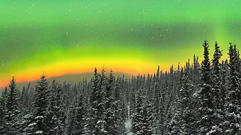Rare Orange Aurora Above A Snowy Forest , sky, snow, aurora, northern-lights, forest, nature HD wallpaper