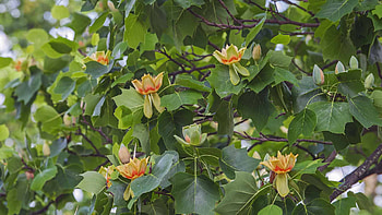 Tulip tree, Earth Day 2022, Tree planting, Environmental awareness HD wallpaper